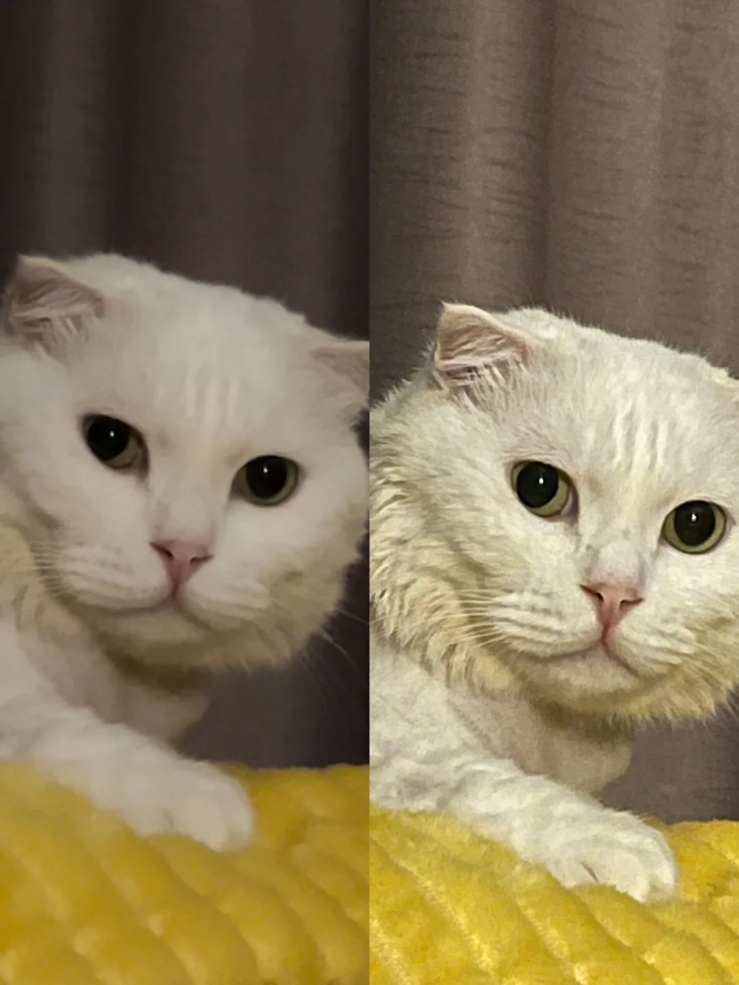 猫咪视频ios苹果版下载iphone直接安装ipa文件-第2张图片-太平洋在线下载