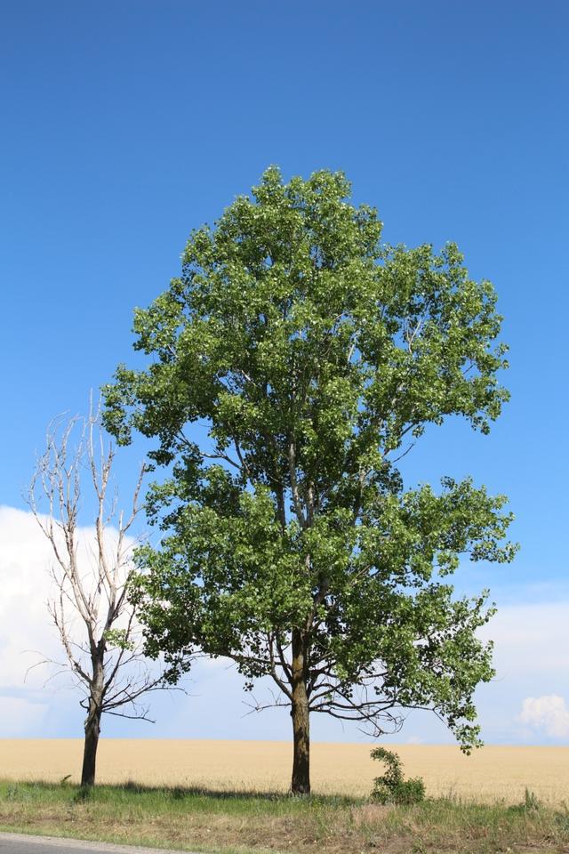 苹果树缩小版缩小大冒险游戏入口-第2张图片-太平洋在线下载