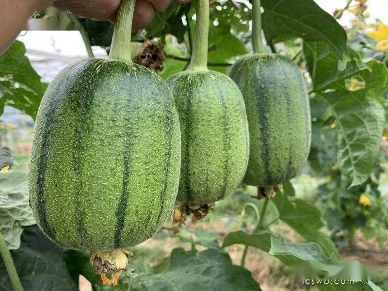 丝瓜小说苹果版笔趣阁苹果版叫什么-第2张图片-太平洋在线下载 丝瓜小说苹果版笔趣阁苹果版叫什么-第2张图片-太平洋在线下载