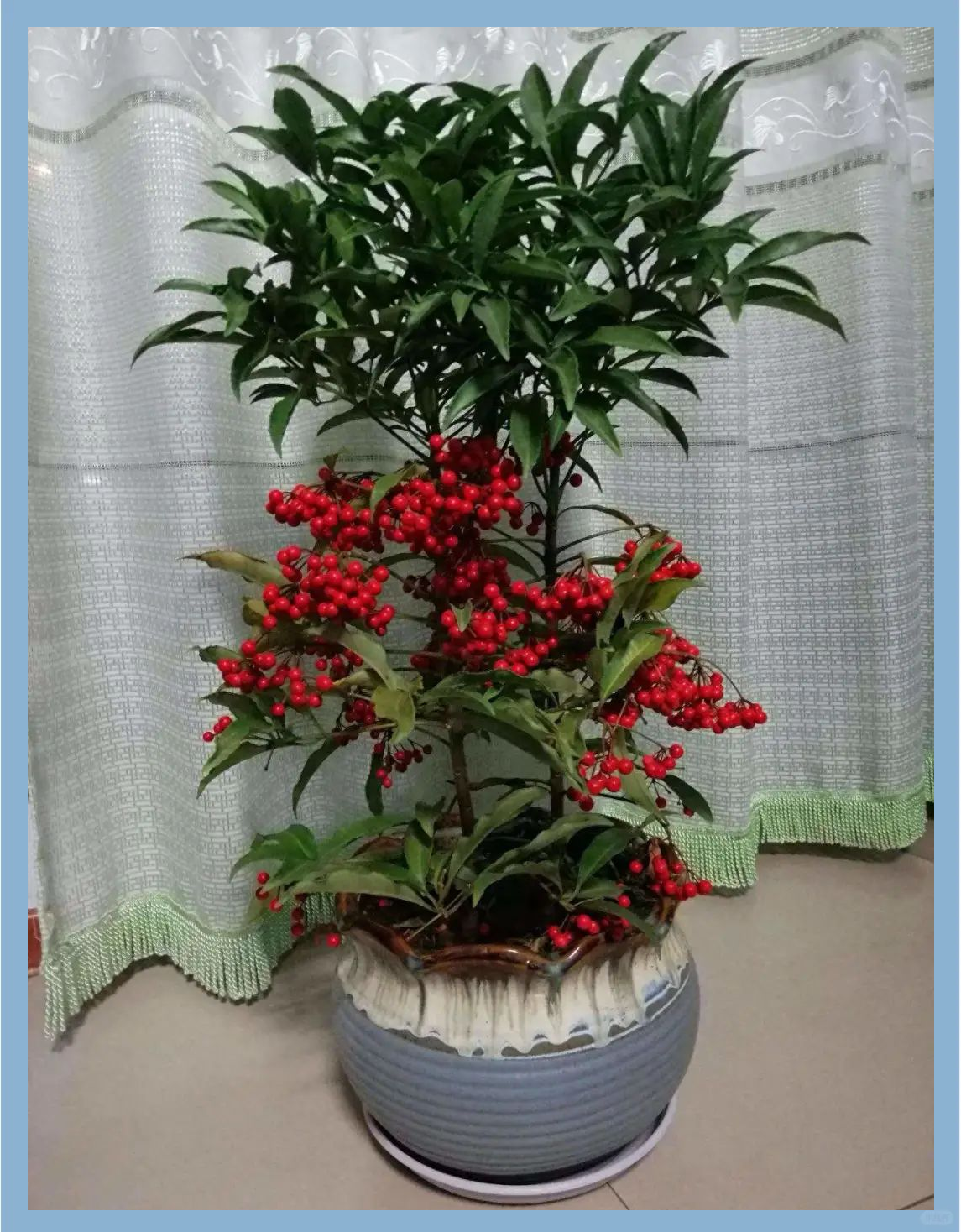 吉利花app苹果版吉利安环app苹果官方下载